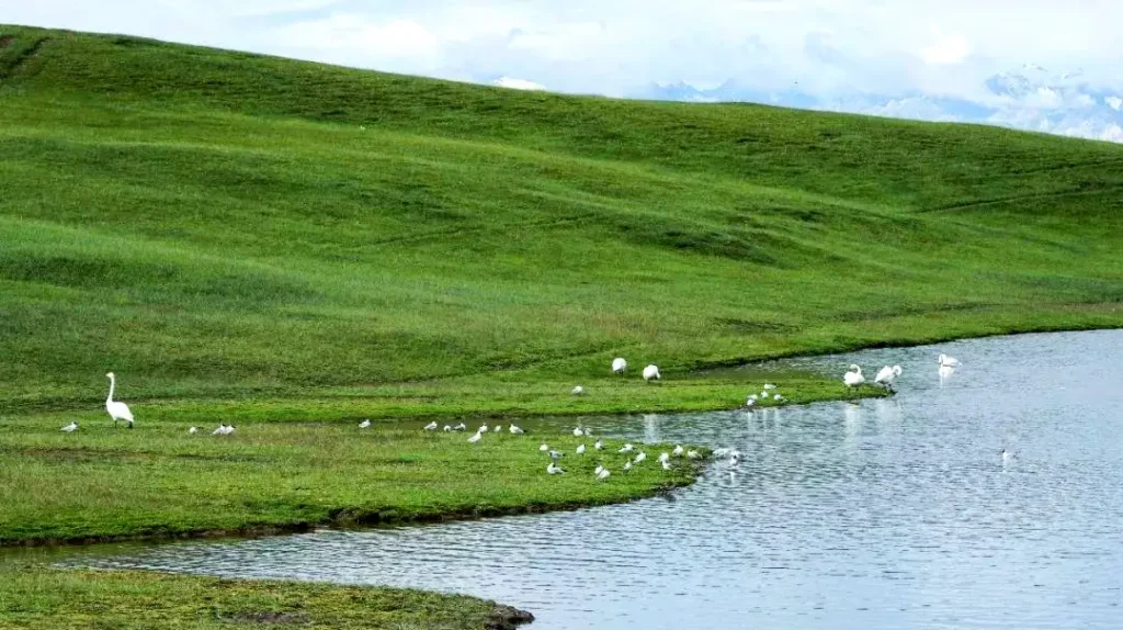 Xinjiang Bayinbuluke 